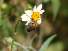 Daiphron proteum