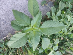 Amaranthus retroflexus