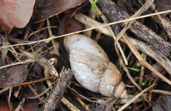 Plectostylus chilensis