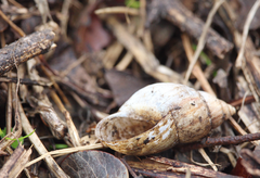 Plectostylus chilensis