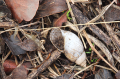 Plectostylus chilensis