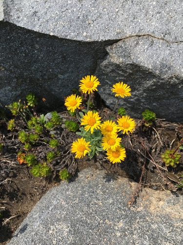Image of Erigeron aureus by (c) Ed Alverson, some rights reserved (CC BY)