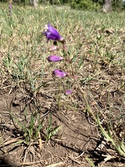 Penstemon neomexicanus