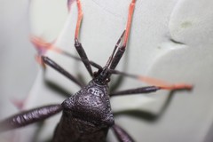 Acanthocephala thomasi