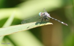 Micrathyria hypodidyma