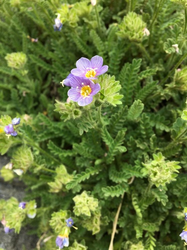 Elegant Polemonium (Polemonium elegans)
