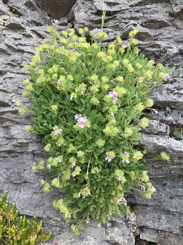 Image of Polemonium elegans by (c) Ed Alverson, some rights reserved (CC BY)