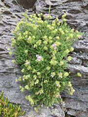 Polemonium elegans, photograph (c) Ed Alverson, some rights reserved (CC BY)