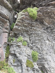 Polemonium elegans, photograph (c) Ed Alverson, some rights reserved (CC BY)