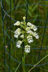 Platanthera leucophaea