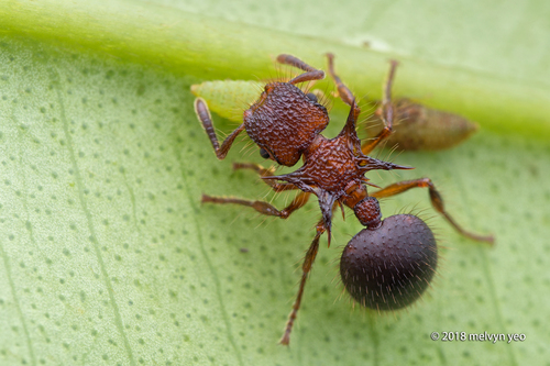 尖盾胸切叶蚁Meranoplus mucronatus