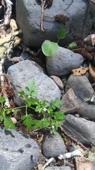 Nemophila parviflora