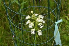 Platanthera leucophaea