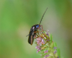 Cantharis flavilabris