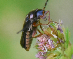 Cantharis flavilabris
