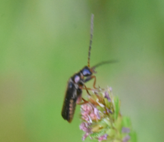 Cantharis flavilabris
