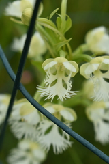 Platanthera leucophaea