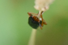 Cantharis flavilabris