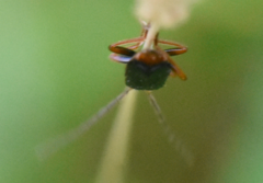 Cantharis flavilabris