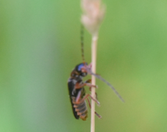 Cantharis flavilabris