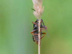 Cantharis flavilabris