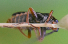 Cantharis flavilabris