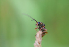 Cantharis flavilabris