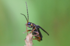 Cantharis flavilabris