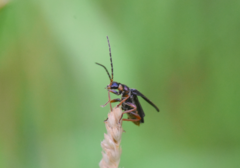 Cantharis flavilabris
