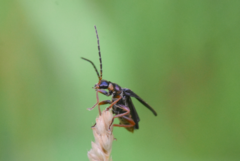 Cantharis flavilabris
