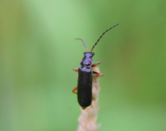 Cantharis flavilabris
