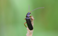 Cantharis flavilabris