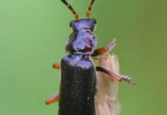 Cantharis flavilabris