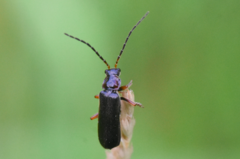 Cantharis flavilabris