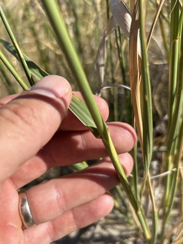 Image of Sporobolus rigidus by no rights reserved