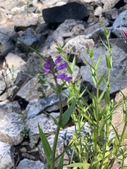 Physostegia parviflora