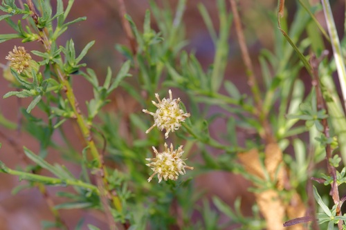 Image of Baccharis texana by (c) Michelle W. （鍾偉瑋）, some rights reserved (CC BY)