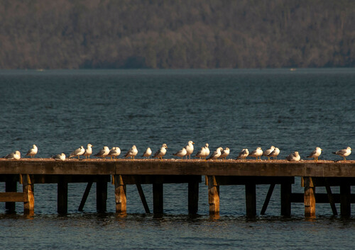 Ring-billed Gull photographed in Alabama