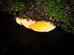 Crepidotus nephrodes