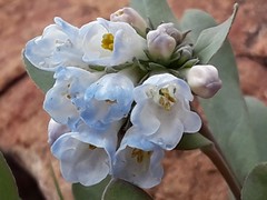 Mertensia oblongifolia