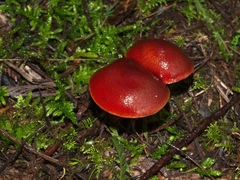 Cortinarius kula