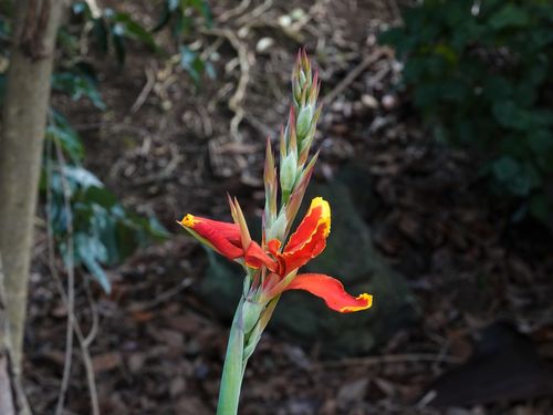 Canna lily leaves and warm-season flowers