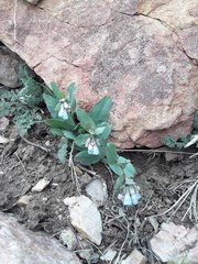 Mertensia oblongifolia