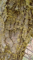 Myzus persicae