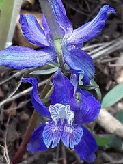 Delphinium bicolor