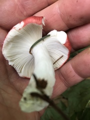 Russula pulchra