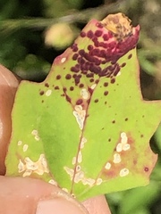 Norvellina chenopodii