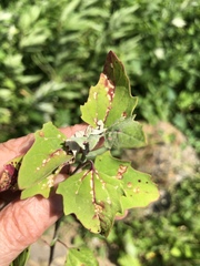 Norvellina chenopodii