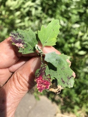 Norvellina chenopodii