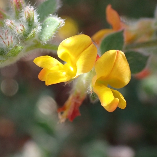 Image of Acmispon tomentosus by no rights reserved